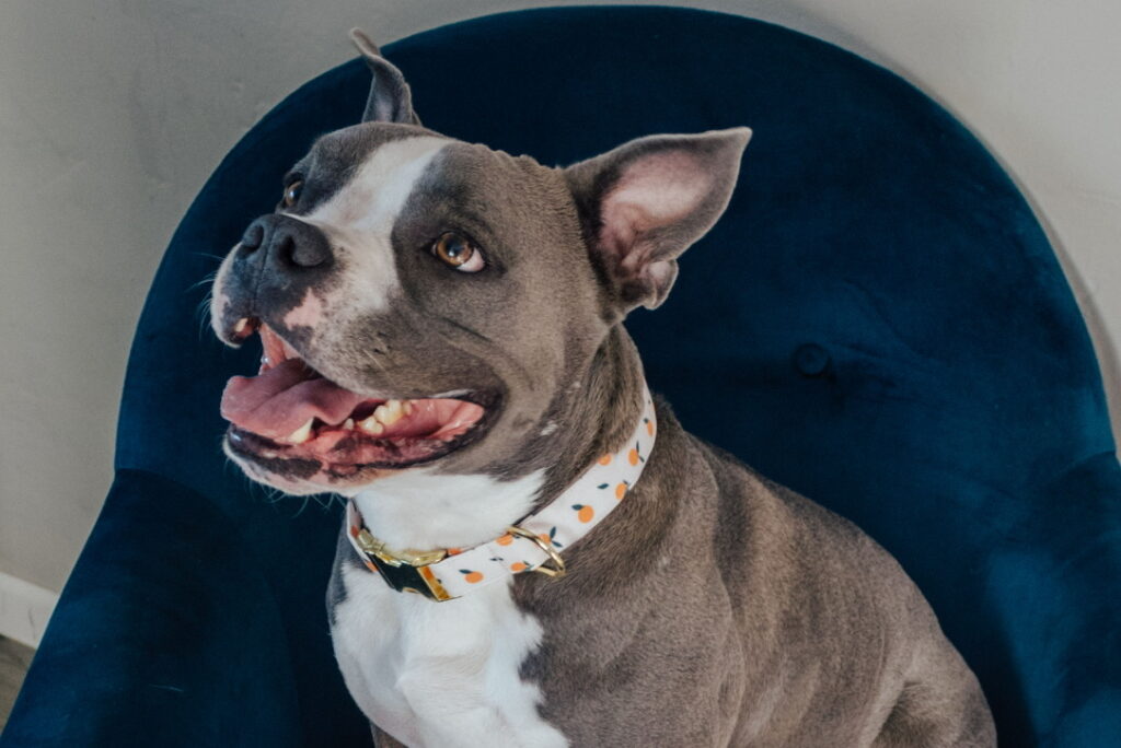 a dog smiling in a velvet chair with a printed collar