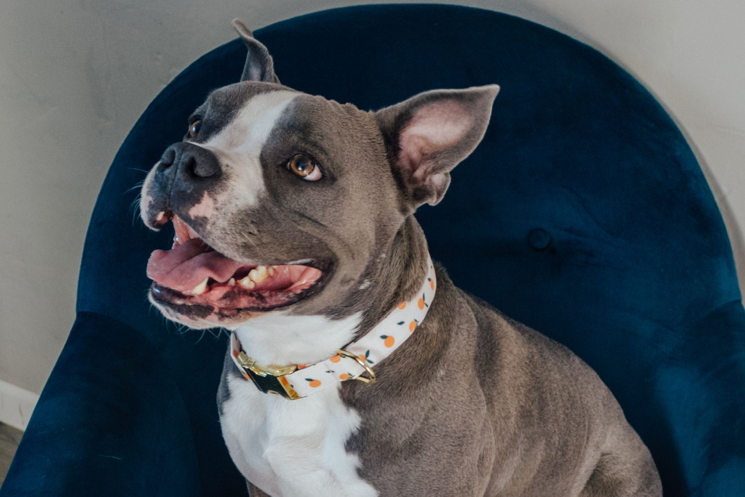 a dog smiling in a velvet chair with a printed collar