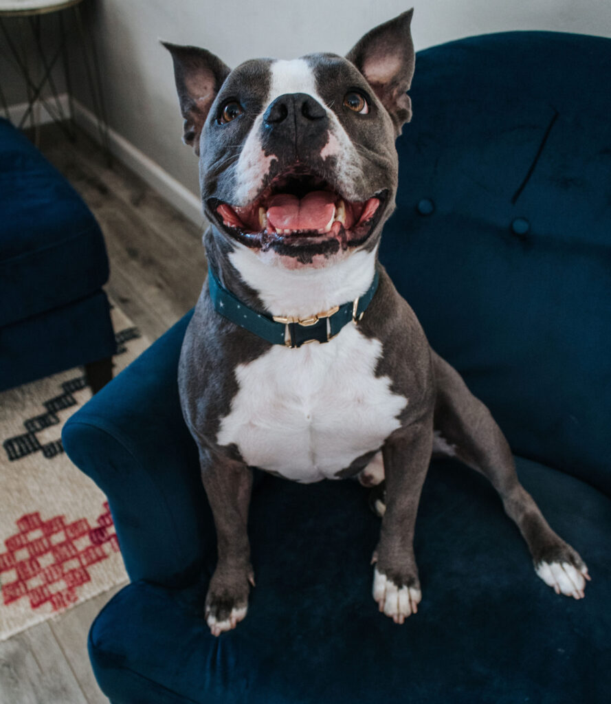 an American Staffordshire Terrier sitting and smiling