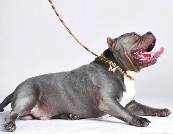 Pitbull laying down with a leash attached
